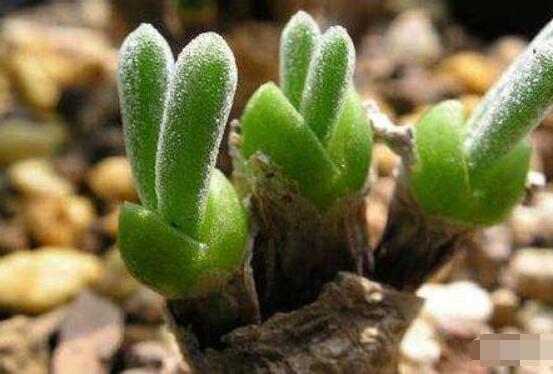 碧光環(huán)的用土方法，四份營養(yǎng)土六份蛭石一份珍珠巖混合配制