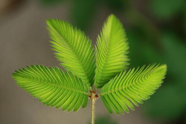 含羞草什么時(shí)候澆水，在溫度適宜的時(shí)候澆水