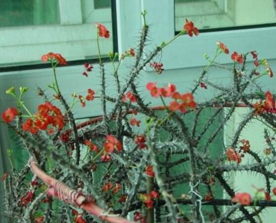 虎刺梅的繁殖方法，教你兩種最常用的繁殖方法(扦插與組培)