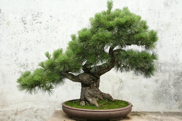 小羅漢松能長(zhǎng)大嗎，能長(zhǎng)大但生長(zhǎng)速度施肥緩慢