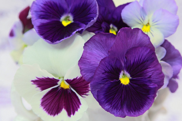 紫羅蘭花冬天怎么養(yǎng)