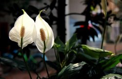 一帆風(fēng)順花為什么變綠，缺光缺肥是導(dǎo)致綠的罪魁禍?zhǔn)? data-W9Pb=