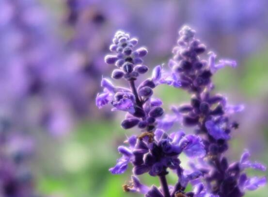 薰衣草精油的功效與用法，美容養(yǎng)顏、舒緩心情