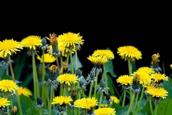 蒲公英種子怎樣種植，可通過5步進(jìn)行種植