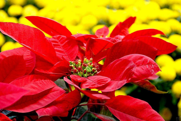 一品紅的養(yǎng)殖方法和注意事項，用混合營養(yǎng)土栽植