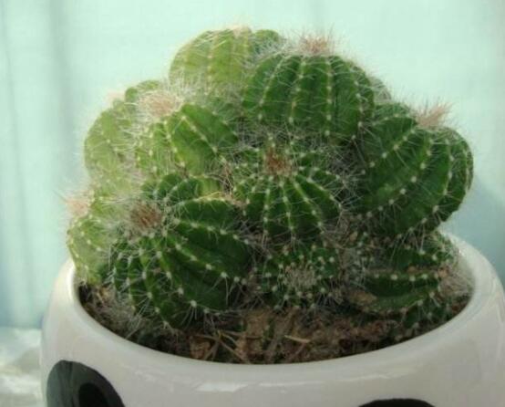 小仙人球的養(yǎng)殖方法和注意事項，老農(nóng)詳解七大最有效養(yǎng)殖方法