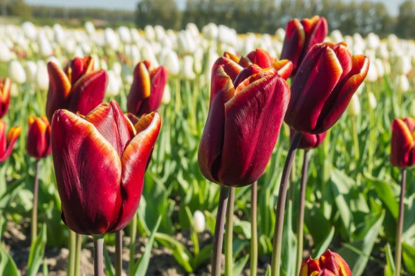 郁金香鮮切花能養(yǎng)多久