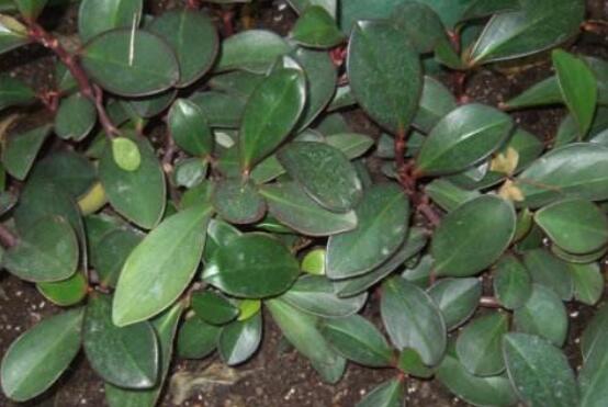 紫邊碧玉椒草的養(yǎng)殖方法和注意事項嗎，老農(nóng)教你六大基本養(yǎng)殖方法