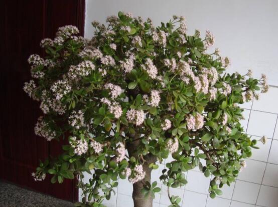 玉樹(shù)怎么澆水效果最好，不干不澆、澆則澆透