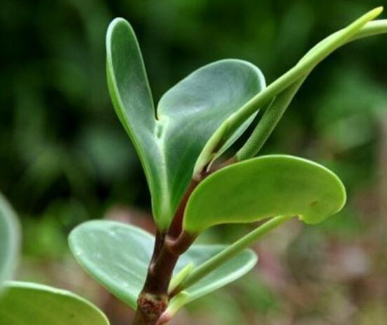 花卉小家碧玉怎么養(yǎng)，老農(nóng)總結(jié)八大基本方法