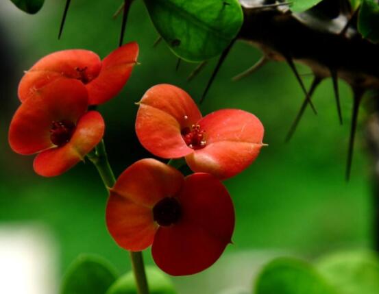 虎刺梅花能開多長(zhǎng)時(shí)間，一年365天均可開花(春夏秋冬)