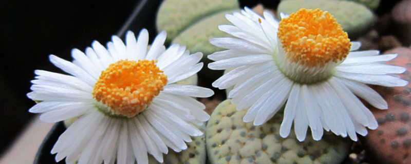 生石花播種出苗后養(yǎng)護