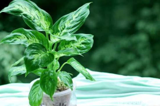 水培萬年青的養(yǎng)殖方法和注意事項(xiàng)，學(xué)會(huì)以下三個(gè)步驟即可