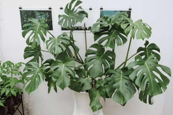 龜背竹幼葉發(fā)黃怎么辦，5種原因以及處理方法介紹