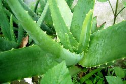 哪種蘆薈可以直接敷臉，認(rèn)準(zhǔn)庫拉索蘆薈