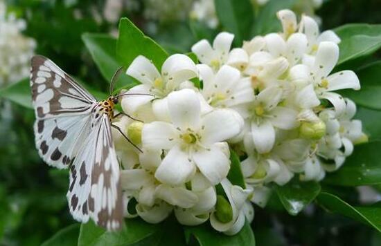 九里香怎么修剪，九里香的修剪圖解