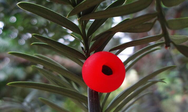 紅豆杉爛根怎么辦，澆水過多是爛根主要原因之一