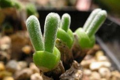 碧光環(huán)多肉怎樣種植，碧光環(huán)種植具體操作步驟