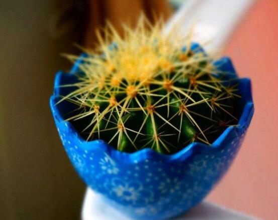 小仙人球的養(yǎng)殖方法和注意事項，老農(nóng)詳解七大最有效養(yǎng)殖方法