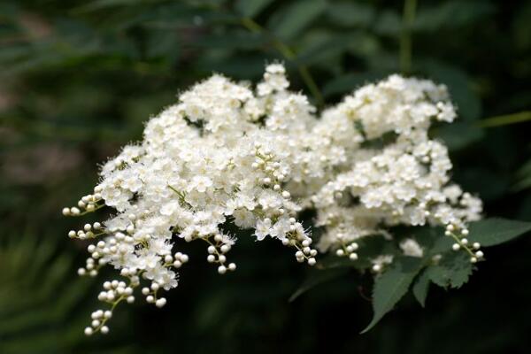 六月雪葉子干枯掉落，五種原因以及解決方法