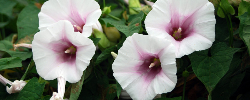 牽牛花盆栽容易開(kāi)花嗎