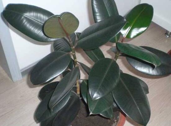 橡皮樹多高怎么去頭，擇理想的高度（生長出芽點(diǎn)）