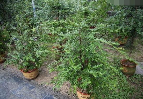 紅豆杉放家哪個位置好，教你六種最佳擺放地點(招財生旺)