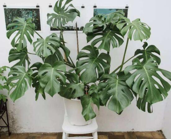 龜背竹的修剪方法圖解，主要以整株、枝頂、整修修剪為主