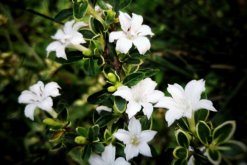 六月雪用什么盆好，青釉最好、紫砂備選