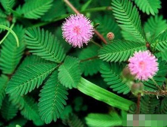 含羞草怎么養(yǎng)護，老農(nóng)總結(jié)五點最實用方法