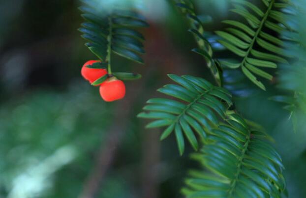 紅豆杉盆景價格，不同品種價格不同