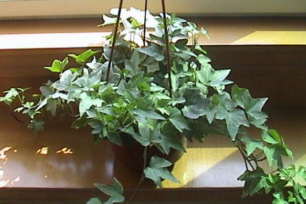 常春藤圖片，好看的常春藤欣賞