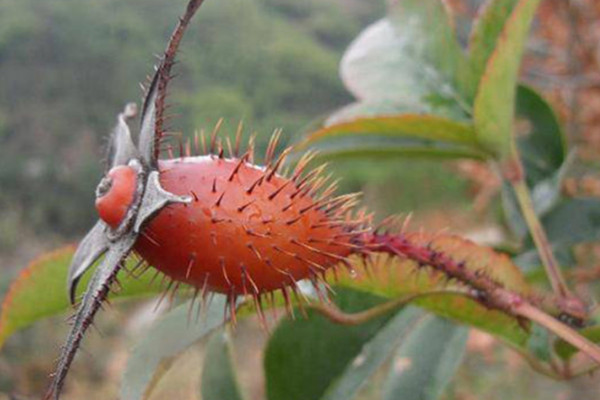 金櫻子果實(shí)什么時候成熟