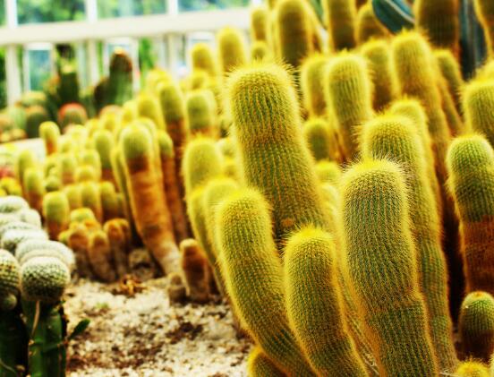 仙人掌適合在室內(nèi)種植嗎，吸收二氧化碳、釋放氧氣/天然氧吧