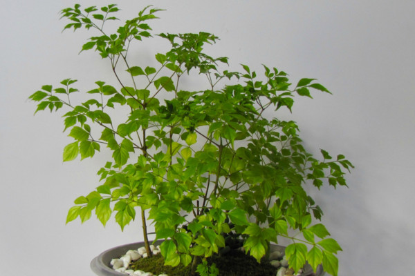 幸福樹施什么肥最好，施氮肥能促進(jìn)枝葉茂盛