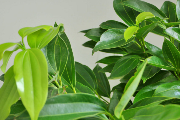 平安樹(shù)葉子下垂怎么辦，做好排水工作處理爛根