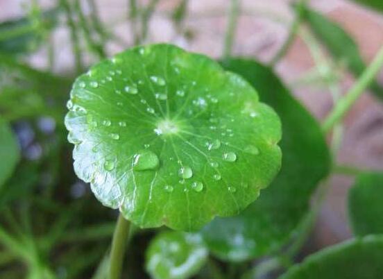 銅錢草的禁忌擺放位置，只要注意這四大位置便可