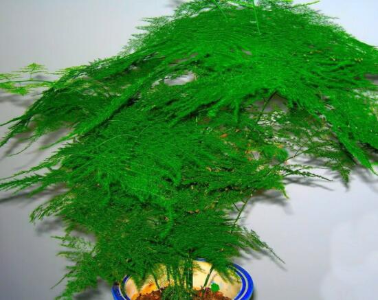 文竹肥料有哪些，餅肥、無機復(fù)合肥、液肥為主(枝繁葉茂)