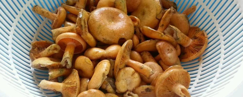 叢菌什么季節(jié)生長