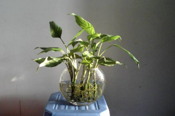 如何水養(yǎng)萬年青，掌握換水規(guī)律最重要