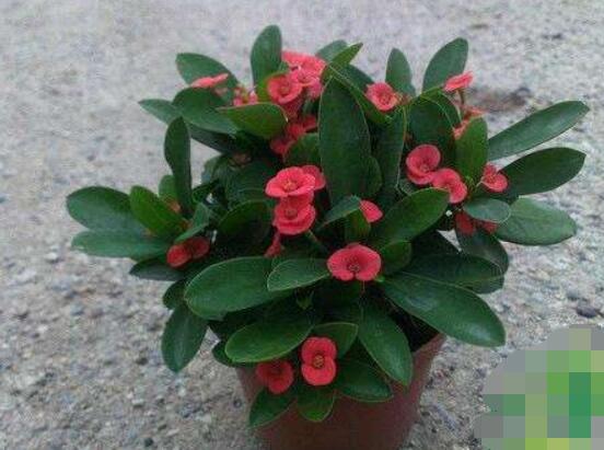 虎刺梅對人身體有害嗎，只需要注意避免接觸即可