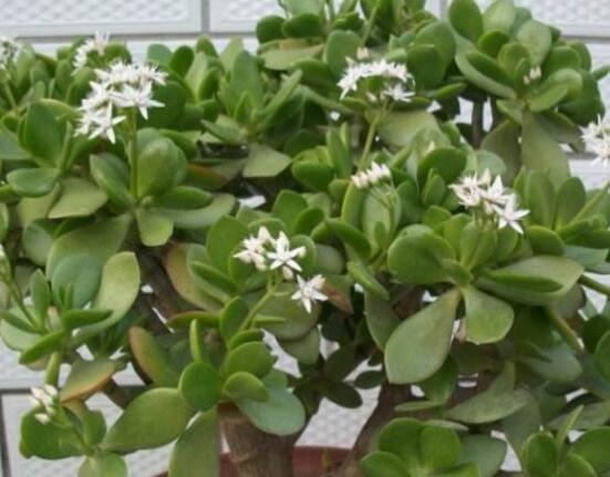 玉樹花盆景圖片大全，每個盆景都玉樹臨風(fēng)、多姿多彩