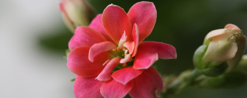 長(zhǎng)壽花過(guò)冬的最低溫度是多少