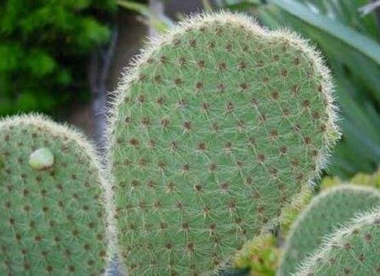 仙人掌適合在室內(nèi)養(yǎng)嗎，吸收輻射、釋放氧氣