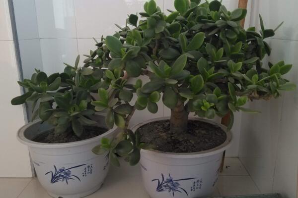 燕子掌冬天怎么養(yǎng)殖，做好以下4點(diǎn)可保植株順利越冬