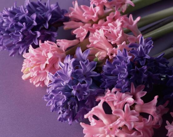 風信子葉子太長立不住是怎么回事，教你常見三種原因以及解決方法