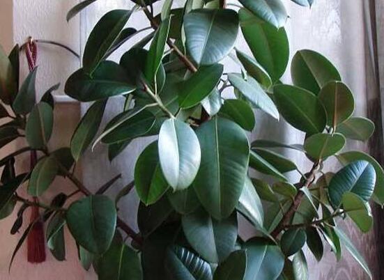 橡皮樹怎么換盆，教你四個簡單易學(xué)的方法