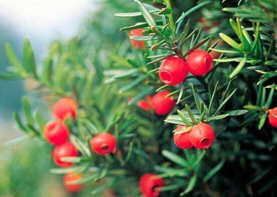 紅豆杉用什么土栽培好，疏松透氣、保水保肥