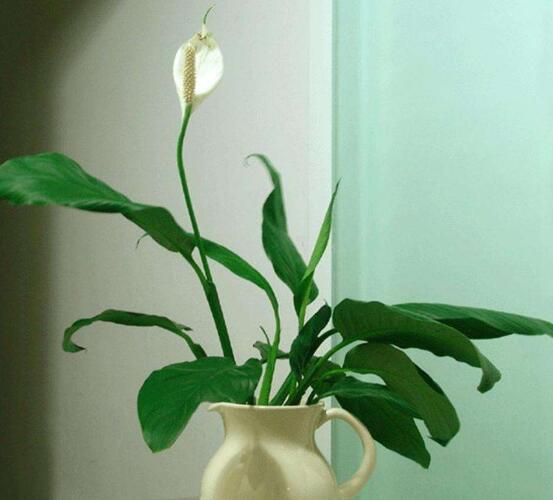 盆栽一帆風(fēng)順怎么養(yǎng)，教你八個(gè)方法便可爆盆