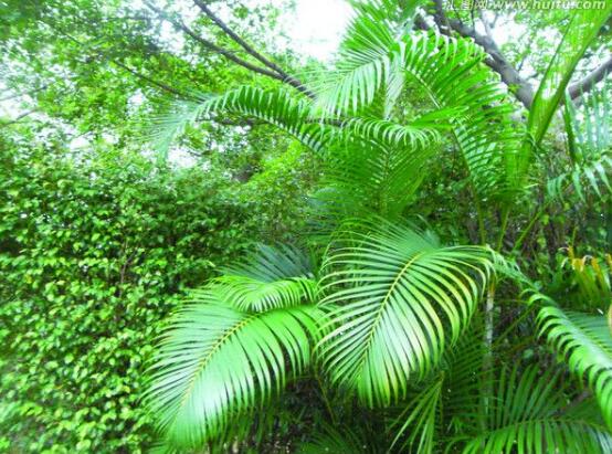 鐵樹怎么澆水，鐵樹澆水方法